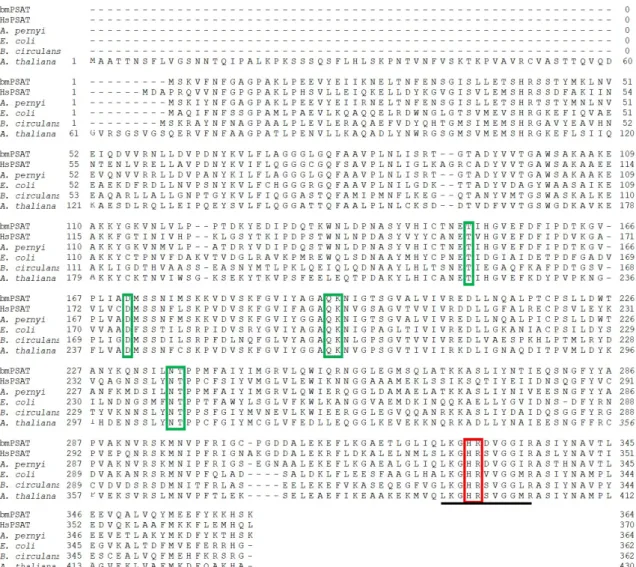 Fig. 2.1. Multiple alignment of deduced amino acid sequence of PSAT. 