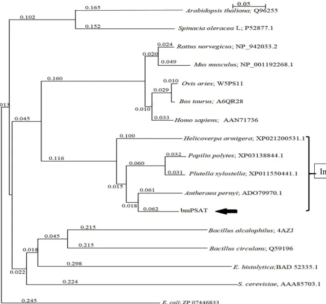 Fig. 2.2. Phylogenetic tree of PSATs. 
