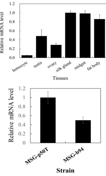 Fig. 2.3.  Localization of bmPSAT mRNA. 