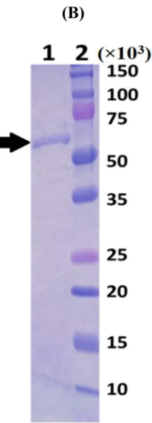 Fig. 2.4. (A) Overexpression and (B) Purification 