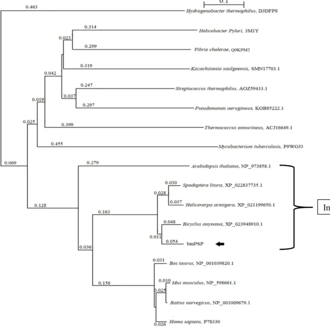 Fig. 3.2. Phylogenetic analysis of PSP amino acid sequences. 