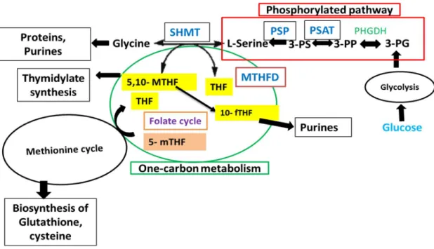 Fig. 1 Schematic representation of the enzymatic reactions of one-carbon metabolism  and phosphorylated pathway