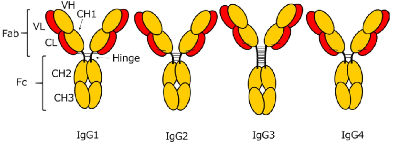 Fig. 1-2 ヒト IgG サブクラスの構造 