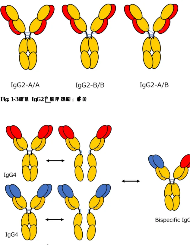 Fig. 1-3 ヒト IgG2 のアイソフォーム 