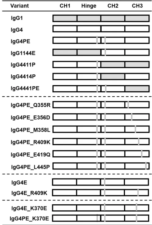 Fig. 2-1 サブクラス、定常領域のドメイン置換およびアミノ酸点変異の抗体の模式図 灰色の四角をヒト IgG1、および白色の四角をヒト IgG4 に由来するドメインを表す。