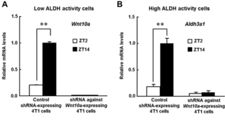 Fig.  4  4T1 腫瘍移植マウスを対象とした腫瘍増殖に及ぼす ALDH 酵素