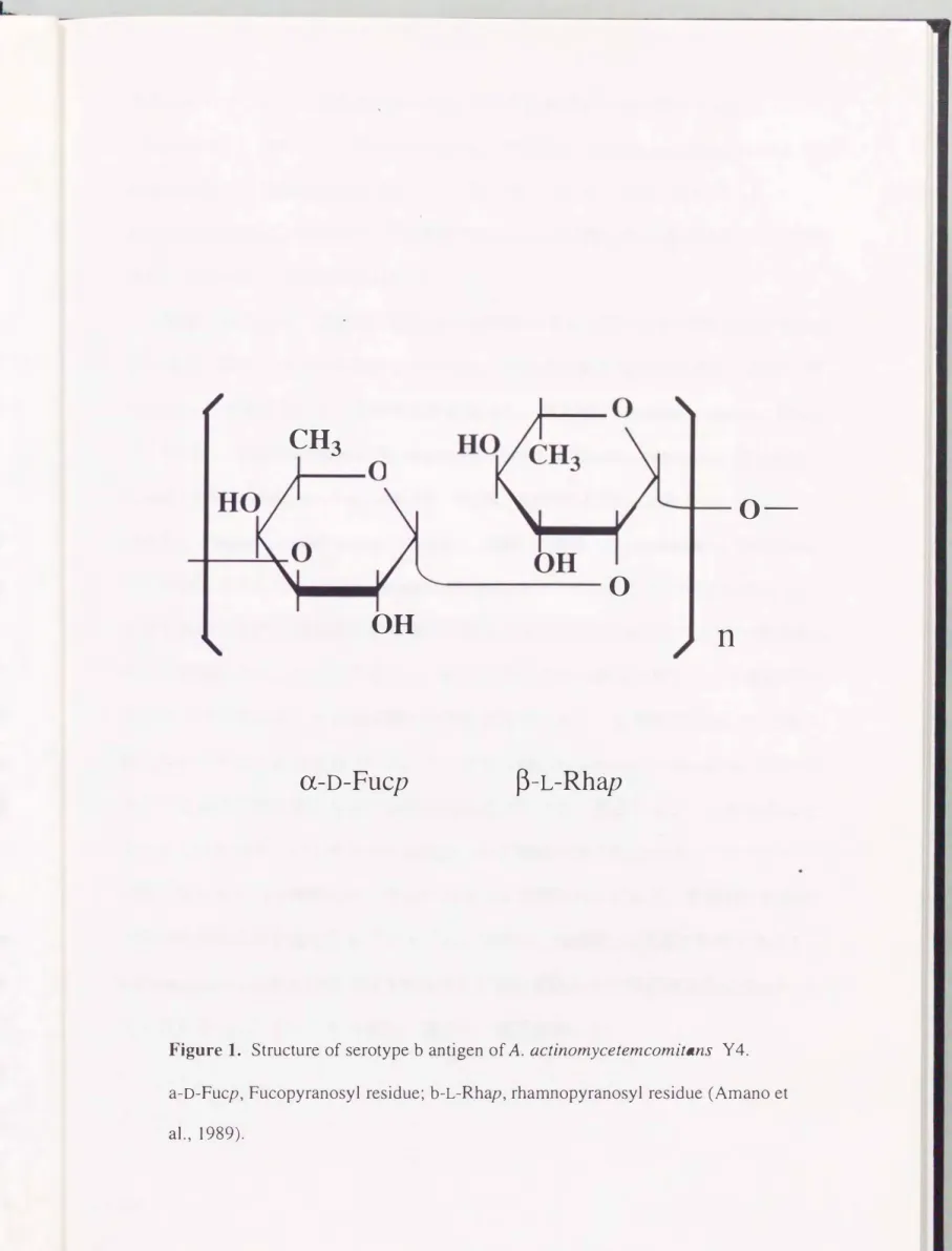 Figure  1.  Structure  of serotype  b antigen of  A.αctinomycetemcomitans  Y 4. 