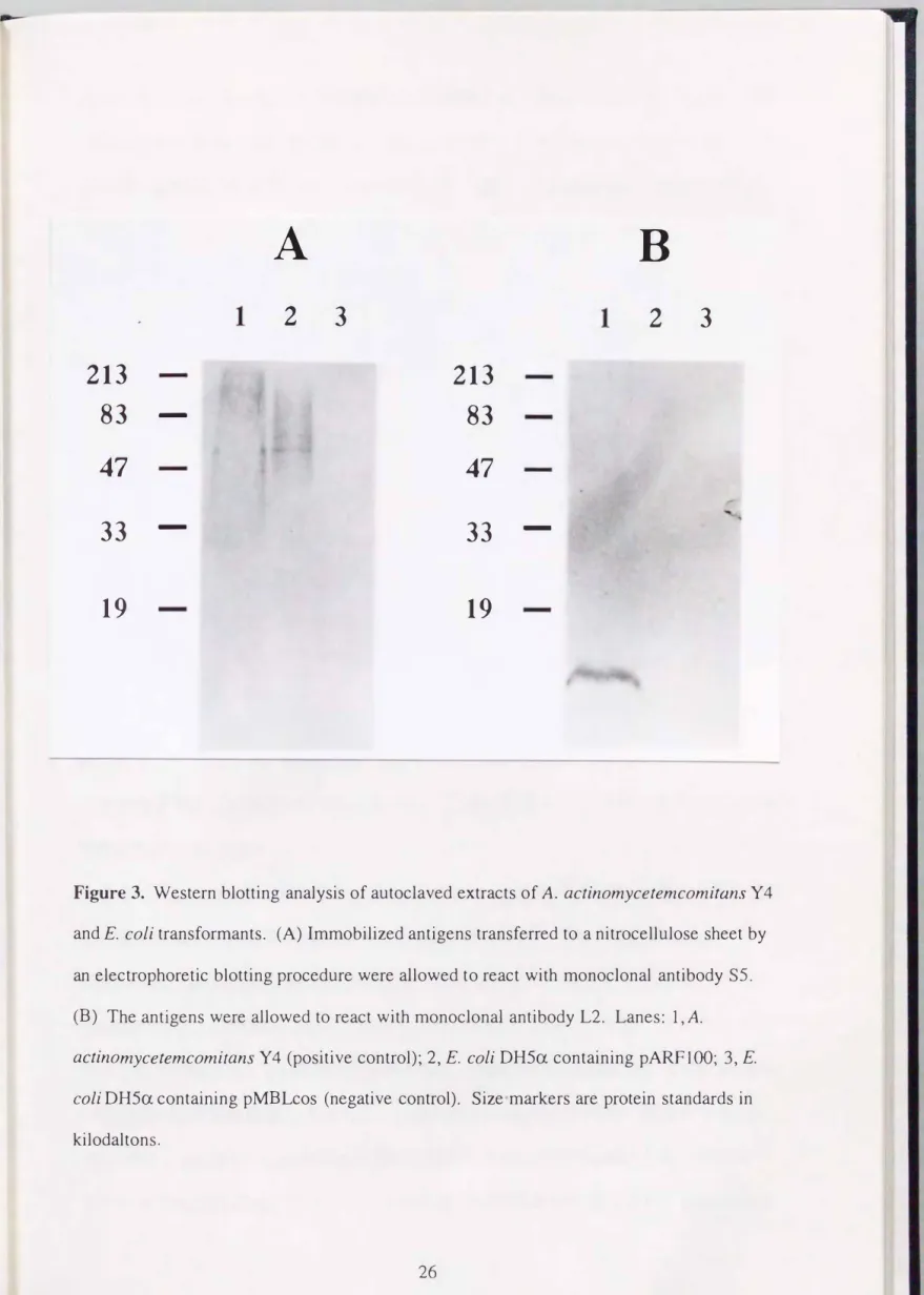 Figure  3.  Western blotting  analysis  of autoclaved  extracts of A.  actinomycetemcomitαnsY4  and E