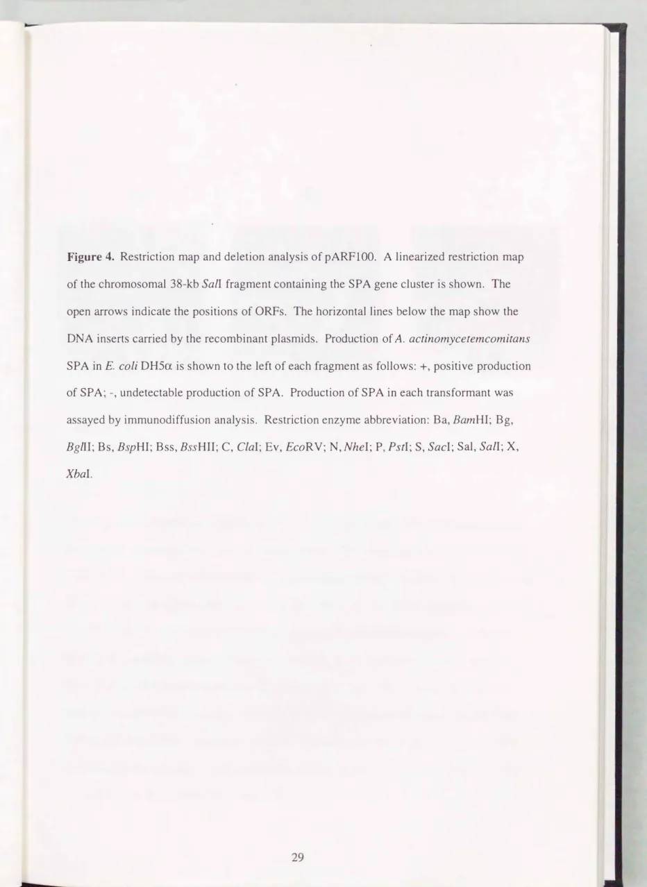Figure  4.  Restriction  map  and deletion analysis of pARFI00.  A linearized restriction  map  of  the chromosomal  38-kb SalI fragment containing the  SPA gene cluster is shown