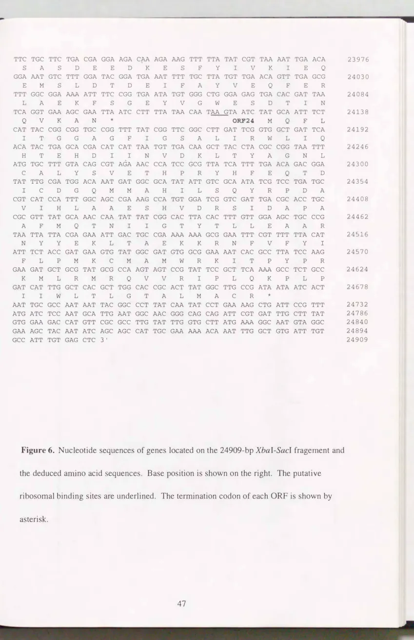 Figure 6.  Nucleotide  sequences  of  genes located  on the  24909-bp XbaI-SacI fragement  and  the  deduced  arnino  acid  sequences
