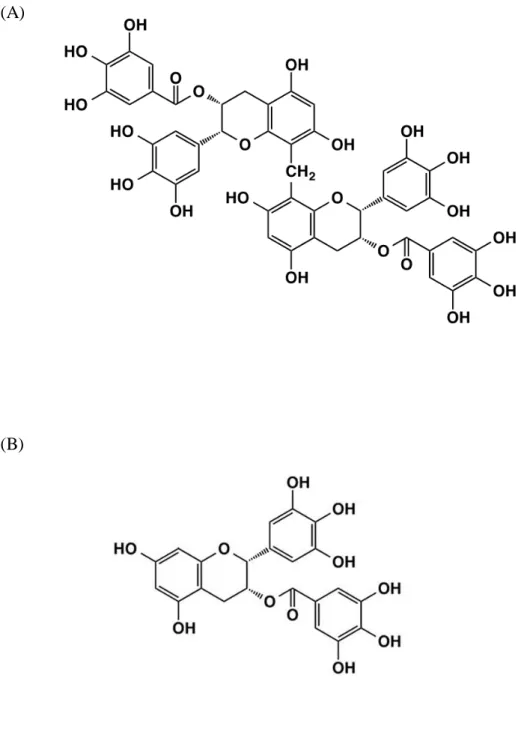 Figure  1.1.    Structure  of  oolonghomobisflavan  A  (A), 46)   and  epigallocatechin  gallate  (B)