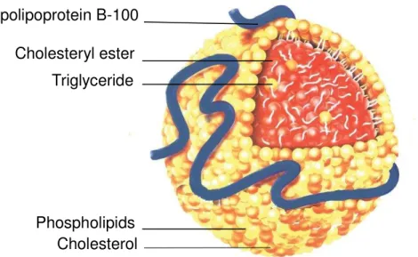 Figure 1. 2.    Structure of low density lipoprotein. 11)