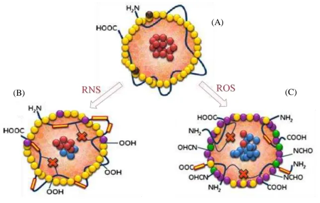 Figure 1. 3.    Forms of oxidized low density lipoprotein. 14)