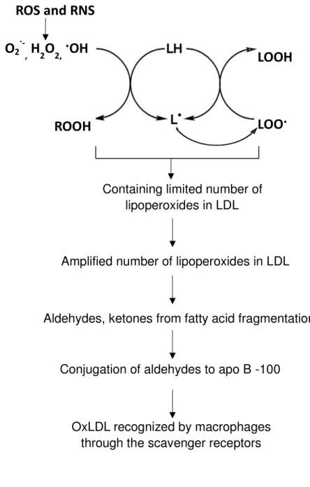 Figure 1. 4.    The mechanism of LDL oxidation. 