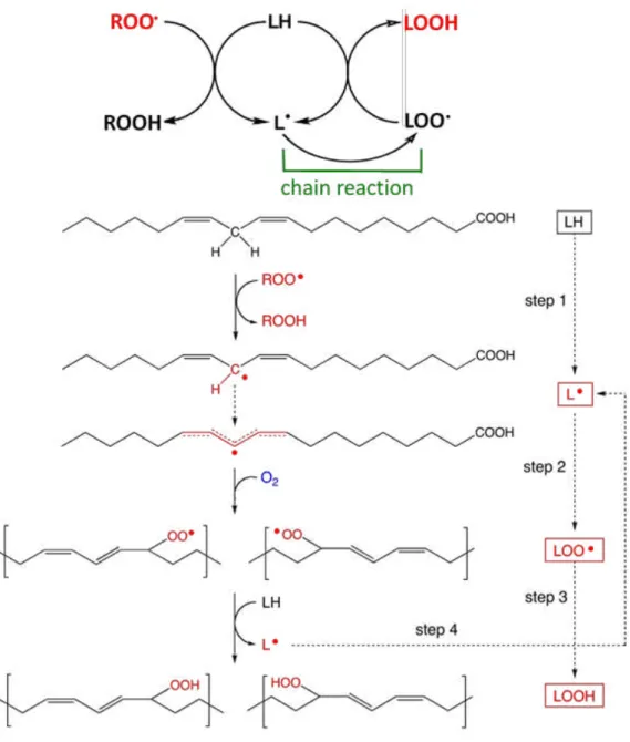 Figure 1. 5.    Peroxyl radical-mediated lipid peroxidation of polyunsaturated fatty acid