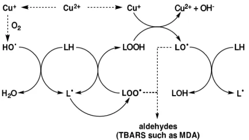 Figure 1. 6.    Cu 2+  -catalyzed lipid peroxidation. 