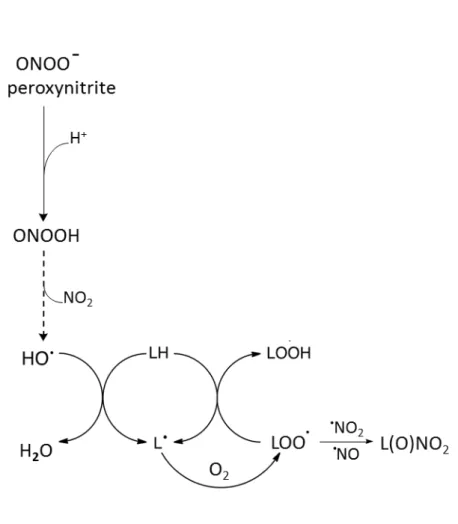 Figure 1. 7.    Peroxynitrite-mediated lipid peroxidation. 24)