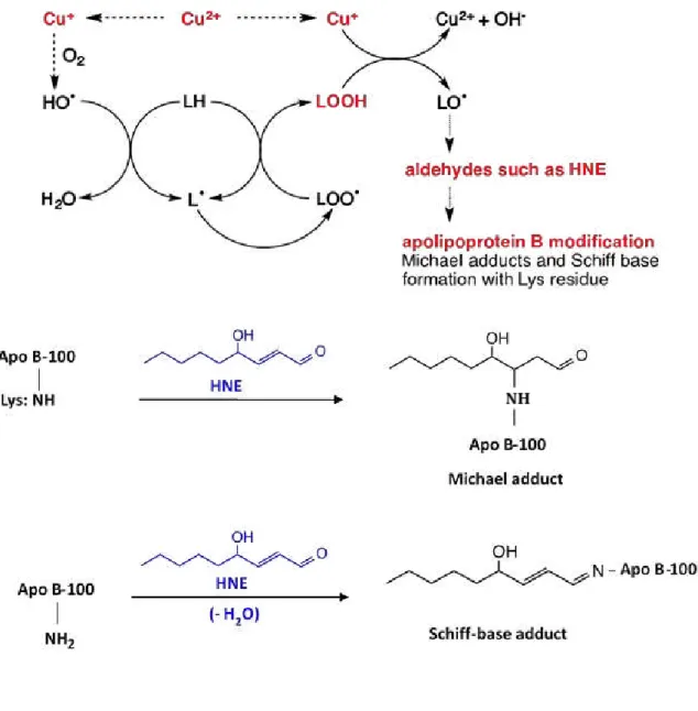 Figure 1. 8.    4-Hydroxy-2-nonenal (HNE) modifications for apolipoprotein B-100. 25)     Aldehydes such as HNE modify apoB-100, that is formed micheal adducts and schiff-  base adducts