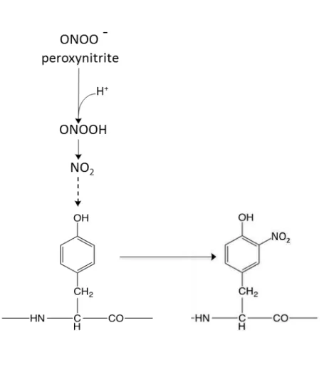 Figure 1. 9.    Peroxynitrite-induced nitrotrysine formation. 61)