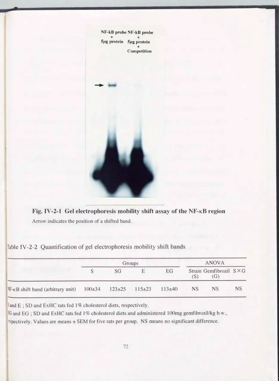 Table  IV -2-2  Quantification of gel  electrophoresis  mobility  shift bands 