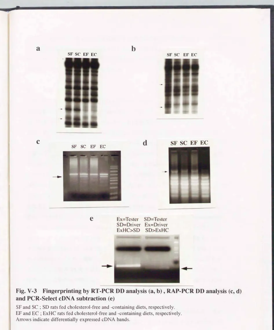 Fig.  V-3  Fingerprinting by RT・PCR DD analysis (a， b) ， RAP-PCR DD analysis  (c，  d)  andPCR・Select cDNA  subtraction  (e) 