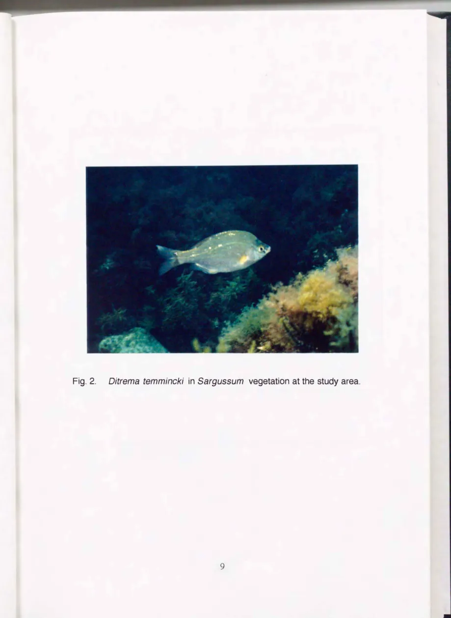 Fig.  2.  Oitrema  temmincki  in  Sargussum  vegetation  at the  study  area. 