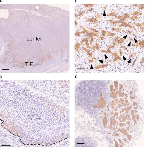 FIGURE 2  Representative 
