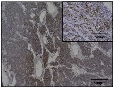 Fig. 3. Representative immunohistochemical ﬁndings for glucagon-like peptide 1 re- re-ceptor (GLP-1R)