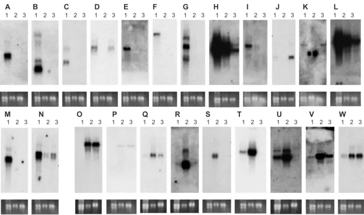Fig. 2. Representative Northern blot analysis confirming changes in mRNA levels. Total RNA (10 Ag) isolated from MIN6 (lane 1), aTC1.6 (lane 2), and NIH3T3 (lane 3) blotted to nylon membrane and probed with [a- 32 P]-labeled cDNA