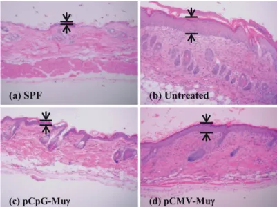 Fig. 7 shows the H&amp;E sections of the back skin of treated and untreated mice at day 14 after the  start  of  treatment