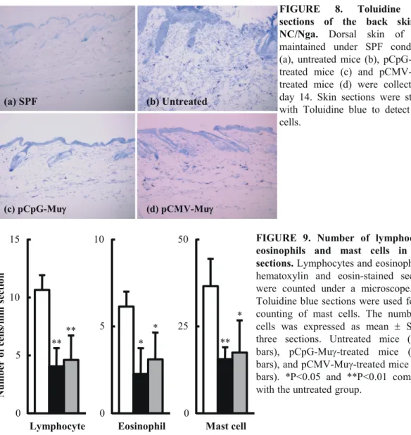 FIGURE 8. Toluidine blue sections of the back skin of NC/Nga. Dorsal skin of mice maintained under SPF conditions (a), untreated mice (b), pCpG-Mu γ  -treated mice (c) and pCMV-Mu γ  -treated mice (d) were collected at day 14