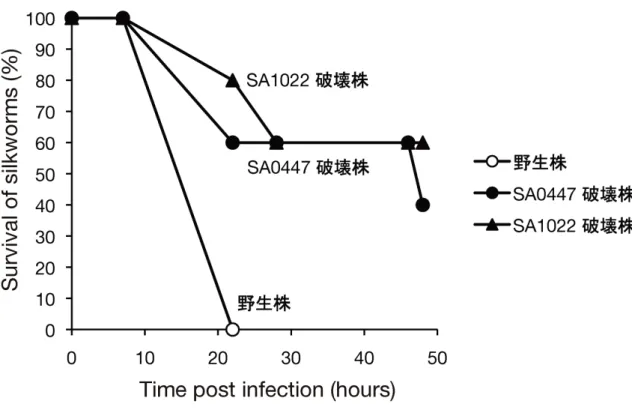 Figure 1-1 SA0447, SA1022  破 壊 株 の カ イ コ に 対 す る 病 原 性