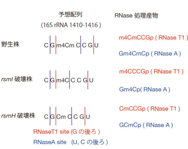 Figure  1-3.  黄 色 ブ ド ウ 球 菌 の 16S  rRNA  1412  C の 近 傍 の 配 列 と 得 ら れ る RNase  処 理 産 物 
