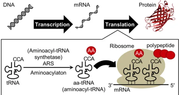 Figure 1 | Schematic illustration of central dogma. “AA” in the red circle  indicate amino acid
