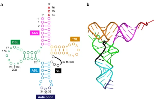 Figure 2 | Structure of tRNA. (a) Clover leaf structure of tRNA. Conserved  bases  are  described,  circles  represent  non-conserved  bases,  and  numbers  indicate  the  nucleotide  position