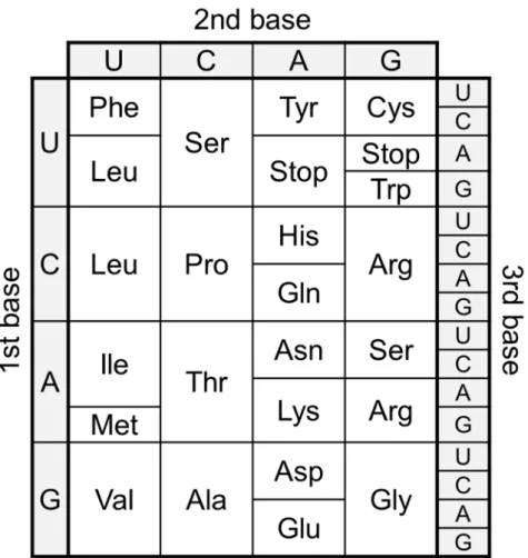 Figure  3  |  Standard  genetic  code.  All  64  codons  were  assigned  to  corresponding  amino  acids  or  termination  signal  (termed  as  “Stop”  in  this  figure).