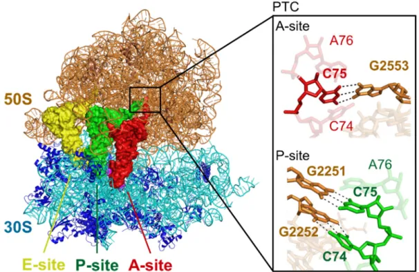 Figure 17 | Crystal structure of classical state of ribosome-tRNAs-mRNA  complex. The interaction between 23S rRNA and CCA-end of tRNAs at the  peptidyl transferase center (PTC) is shown in black rectangle