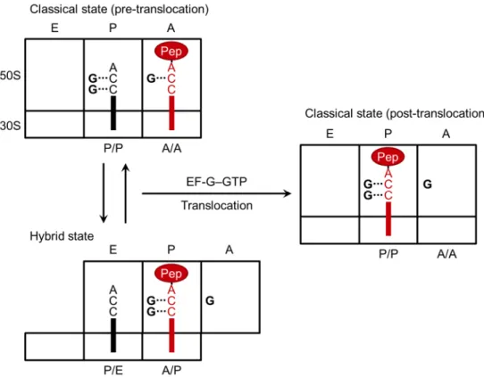 Figure 20 | Schematic illustration of classical and hybrid state of tRNA- tRNA-ribosome  complex  and  translocation  induced  by  EF-G–GTP