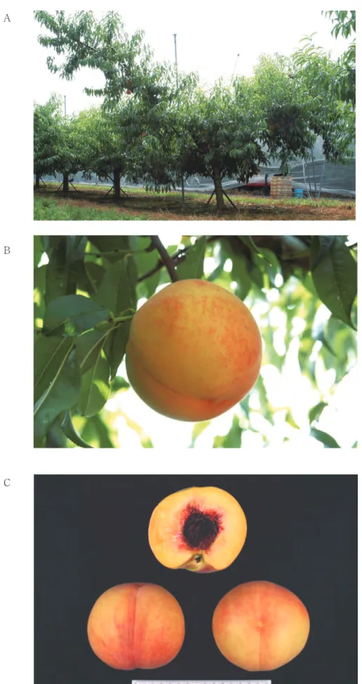 Fig. 2. Tree shape (A), fruit bearing branch (B) and fruit (C) of ‘Tsukikagami’．