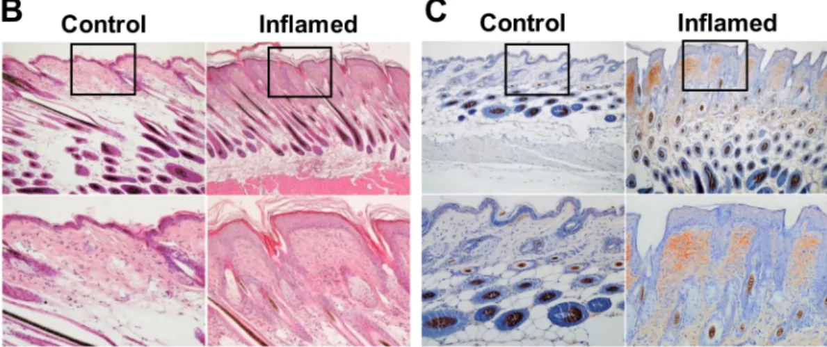 Figure 1. Transcriptional and immunohistochemical analyses of a murine chronic inflammation model