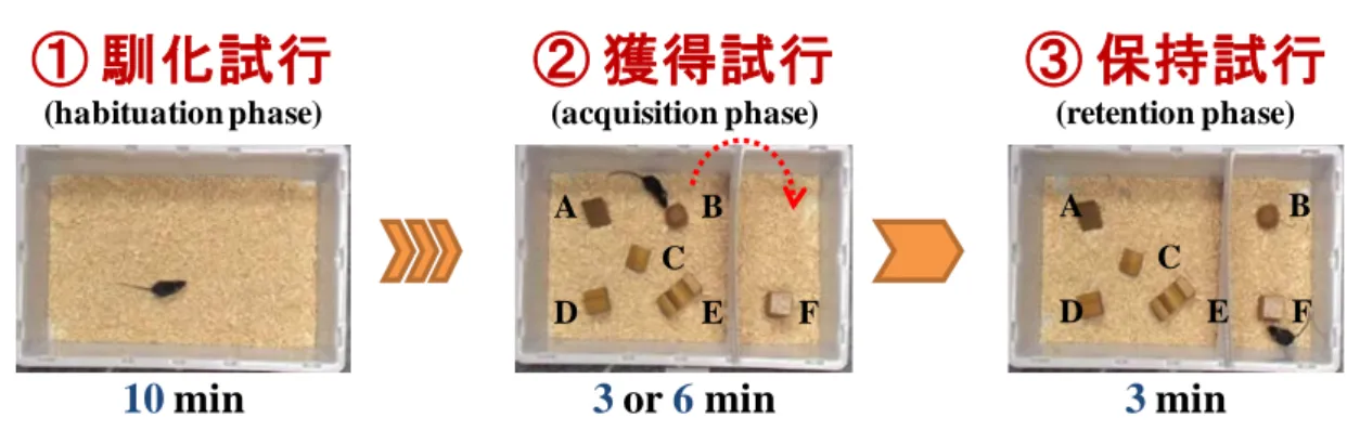 Fig. 15 Illustration of object-based attention test. 