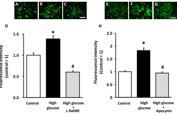 Figure  5.  Effect  of  L-NAME  and  apocynin  on  ROS  production  in  HCAECs  treated with high glucose 