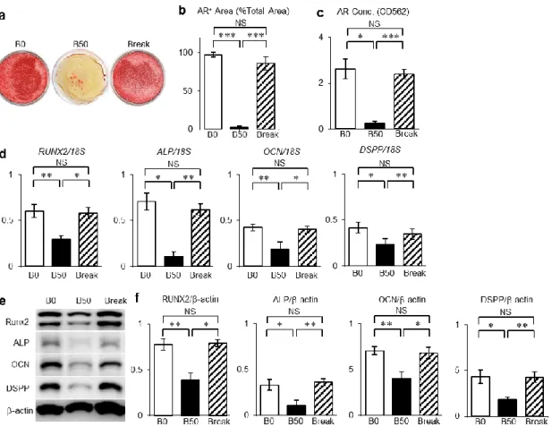 図 3-3-5．ビリルビン刺激は SHED の象牙芽細胞分化能を低下させ、ビリルビン