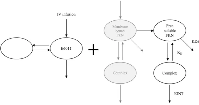 Figure 5. Schematic of Full Mechanism-Based PK/PD Model 