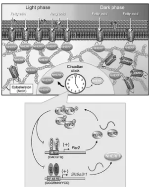 Figure 2 Schematic diagrams indicating NHERF1-regulated  diurnal expression of FATP5 on hepatic plasma membrane