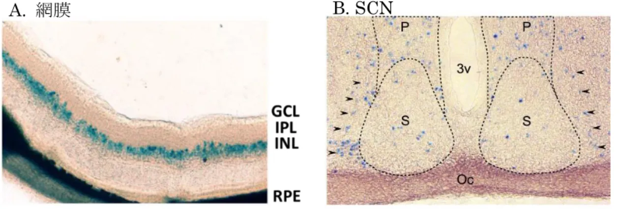Fig. 4.  網膜および SCN における CCK-1 受容体の発現 
