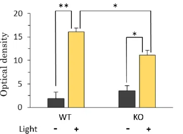 Fig. 8. Light-induced c-Fos expression in the mouse SCN. 