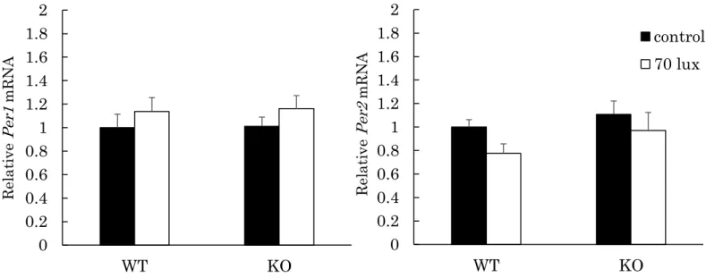 Fig. 10. Light-induced Per1, Per2 mRNA expression in the mouse retina. 