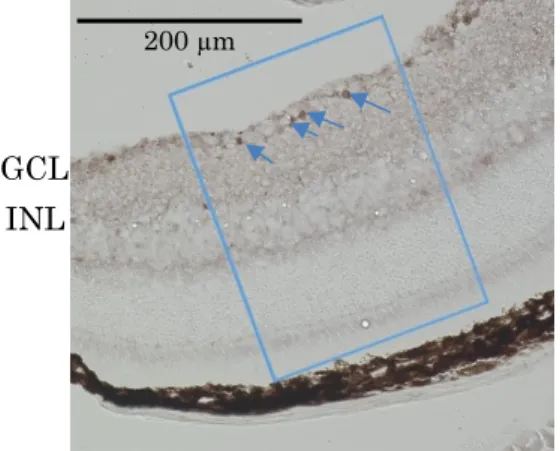 Fig. 11 Light-induced c-fos positive cells expression in the mouse retina. 