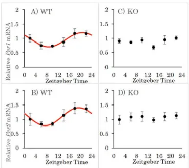 Fig. 1 Daily rhythm of Per1 and Per2 mRNA expression in the mouse retina 